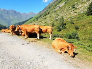 AN les bovins à Estaing