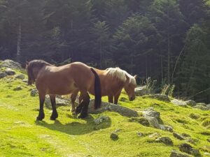 AN Chevaux à Estaing